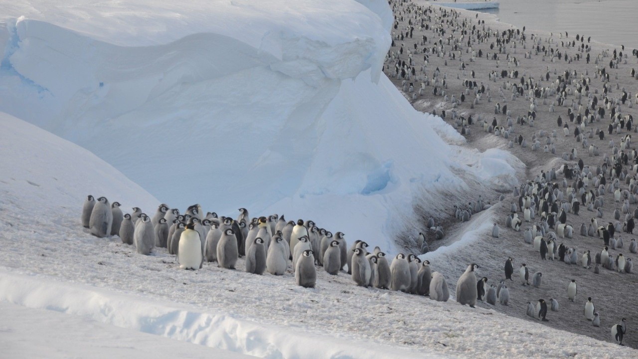 Hidden, never-before-seen penguin colony spotted from space
