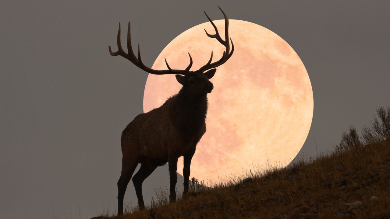 July full moon 2022: 'Buck supermoon' passes Saturn