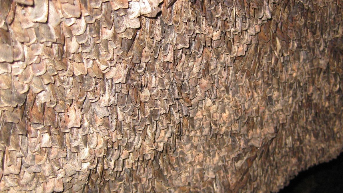 This Australian moth may be the 1st insect ever discovered to use stars for long-distance navigation