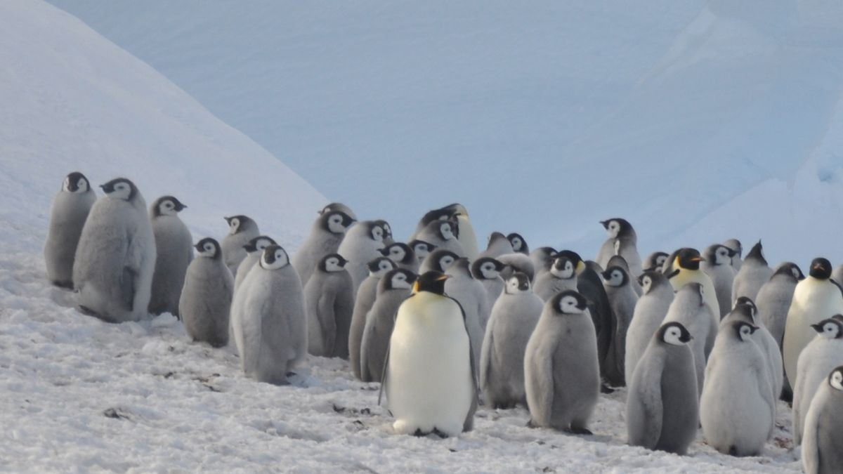 Satellite images show a dramatic decline in Antarctica's emperor penguin population — and it's happening faster than we thought (photos)