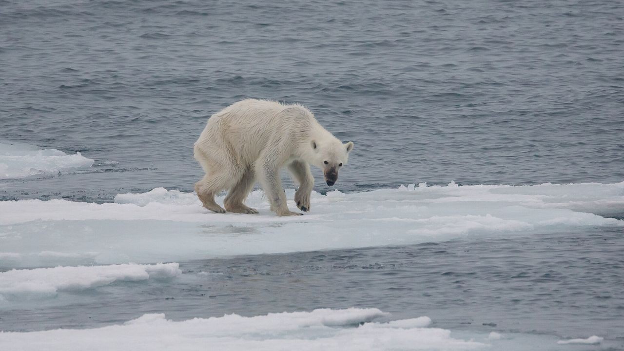 A walk across Alaska's Arctic sea ice brings to life the losses that appear in climate data