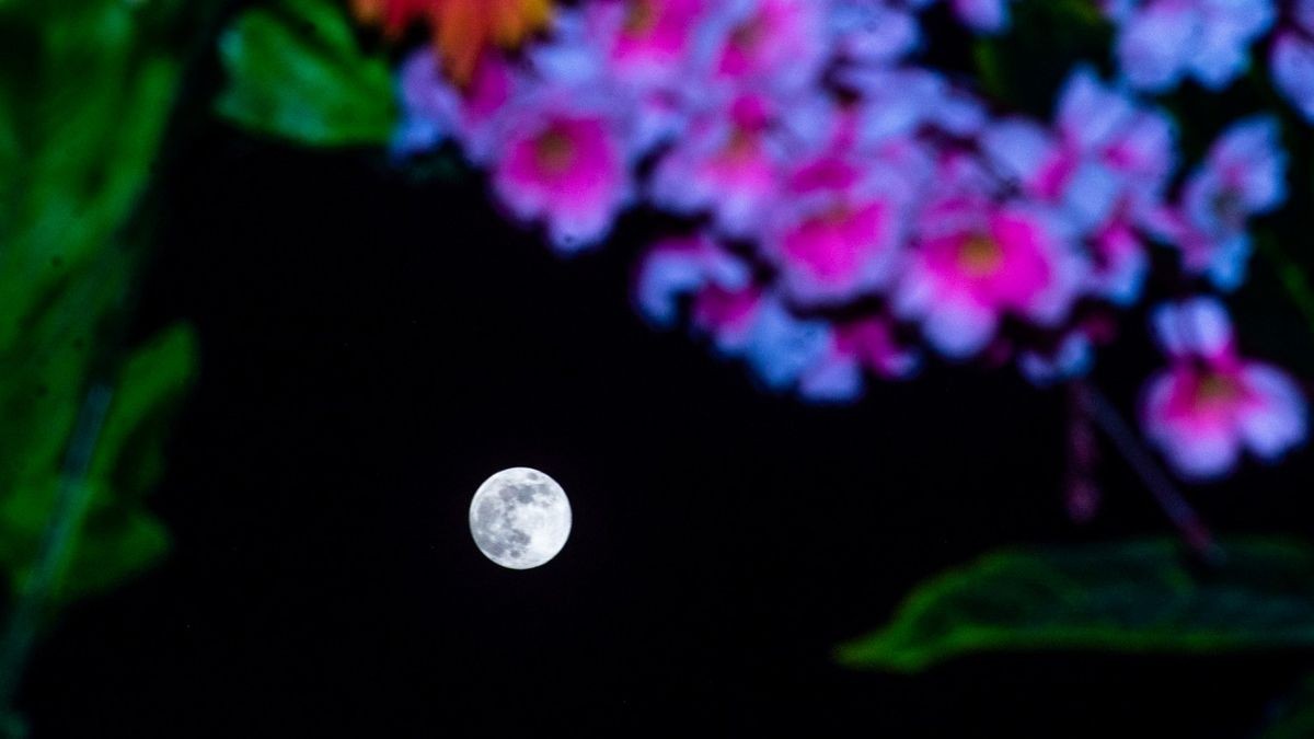 The 2025 full Flower Moon rises tonight: Here's what to expect