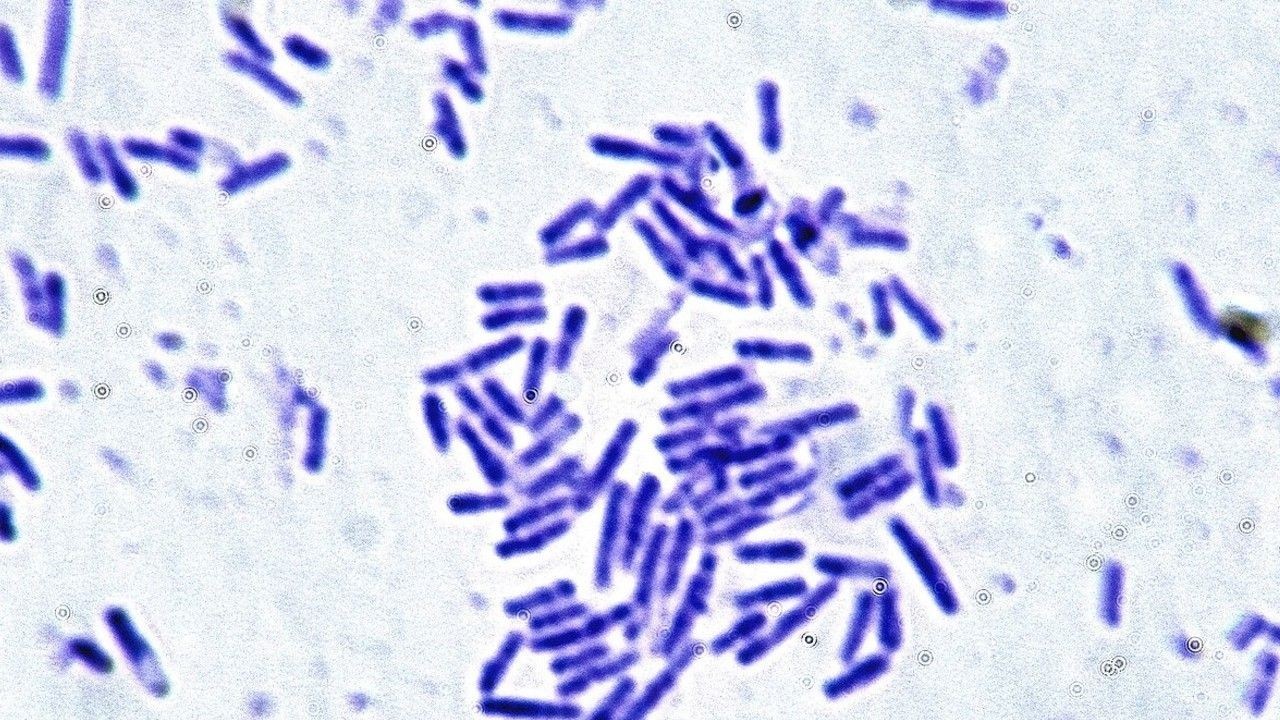 Microbes essential for human health can survive the stress of spaceflight. That's great news for astronauts