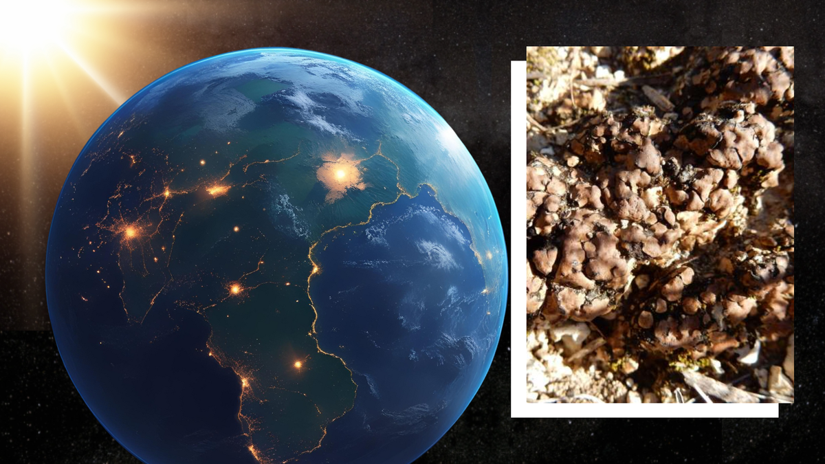 Alien life could survive deadly stellar radiation, Earth's desert lichen reveal
